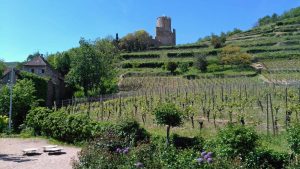 le-chateau-de-kaysersberg_colmar