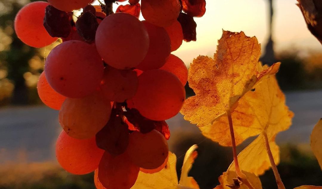 Les vendages chez vins tappe les vendages vins tappe sigolsheim