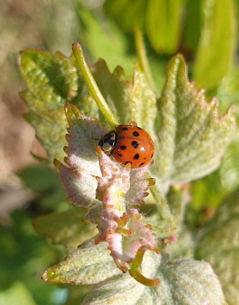 Nature chez Jerome tappe vignoble