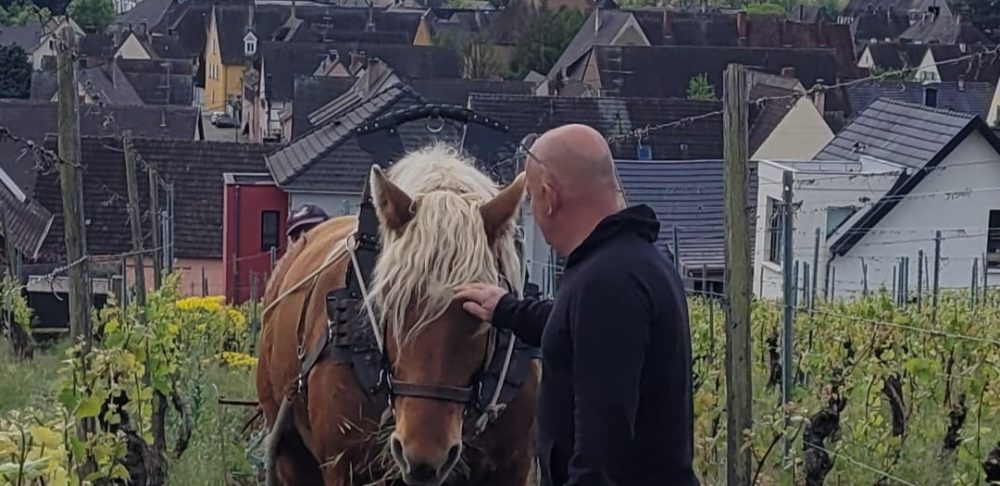 Incas, le cheval de trait comtois