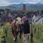 Incas, le cheval de trait comtois