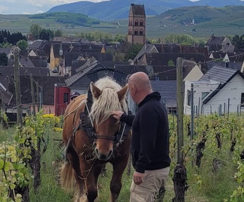 Incas, le cheval de trait comtois