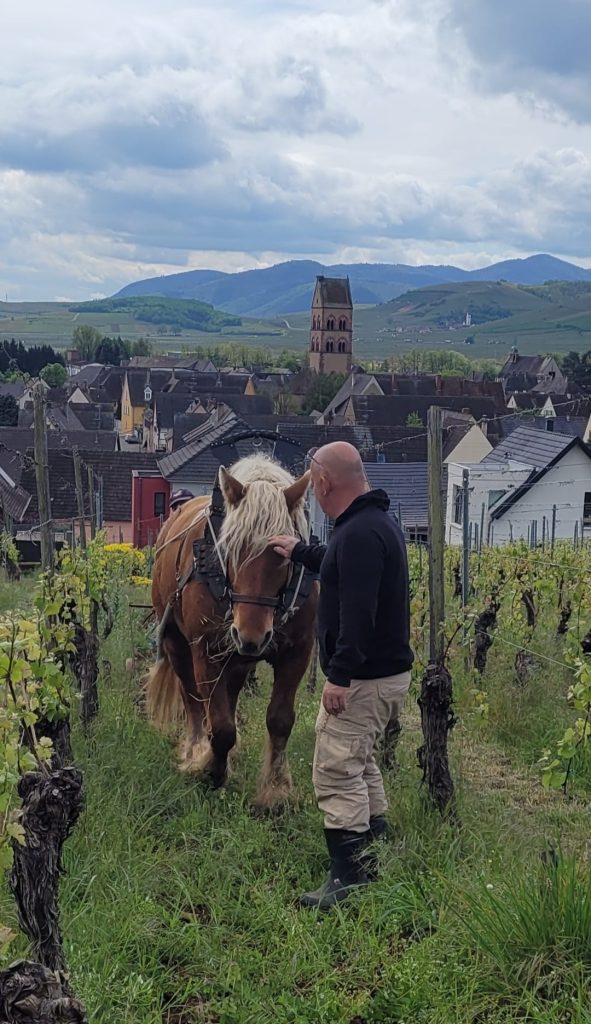 Incas, le cheval de trait comtois