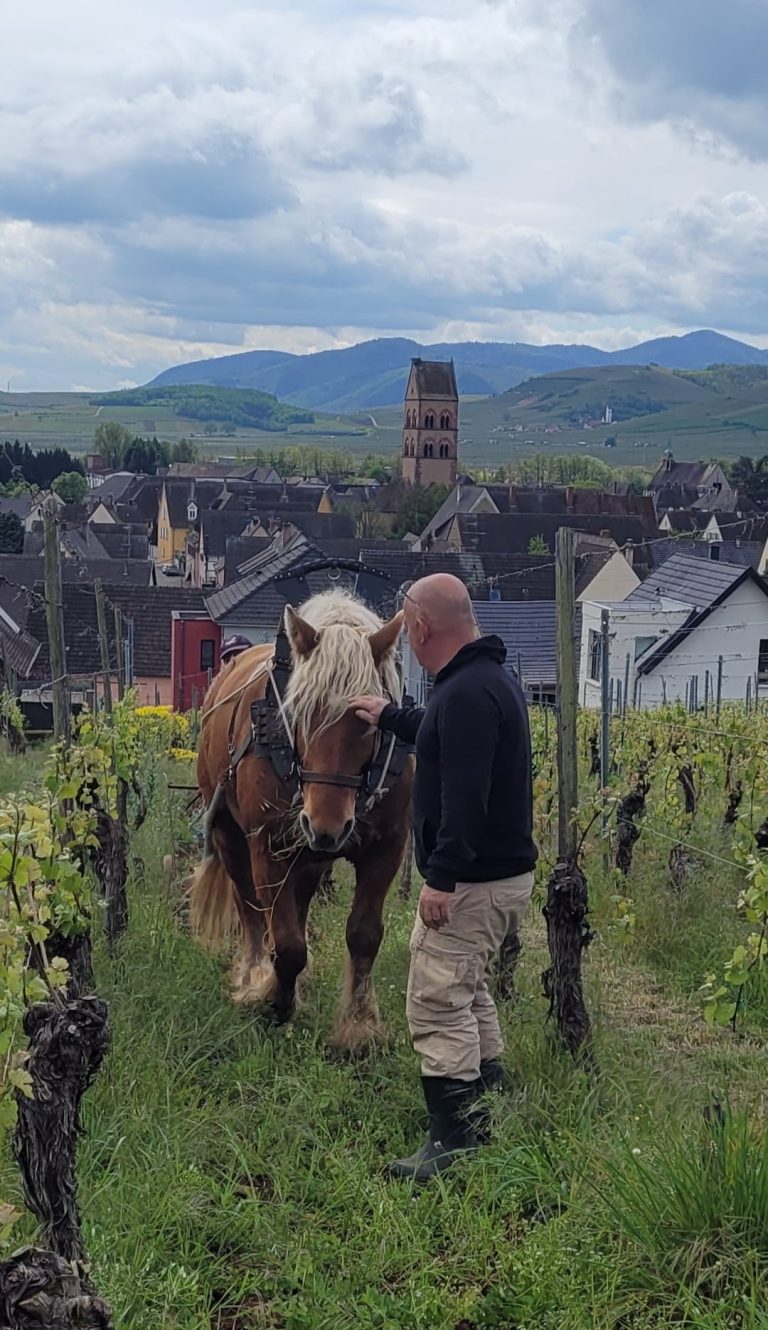 Incas, le cheval de trait comtois