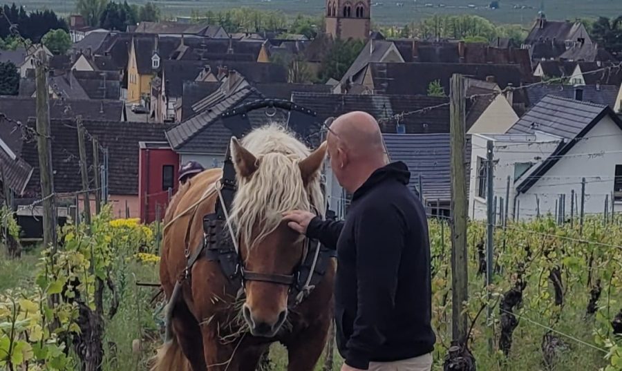 Incas, le cheval de trait comtois Incas, le cheval de trait comtois