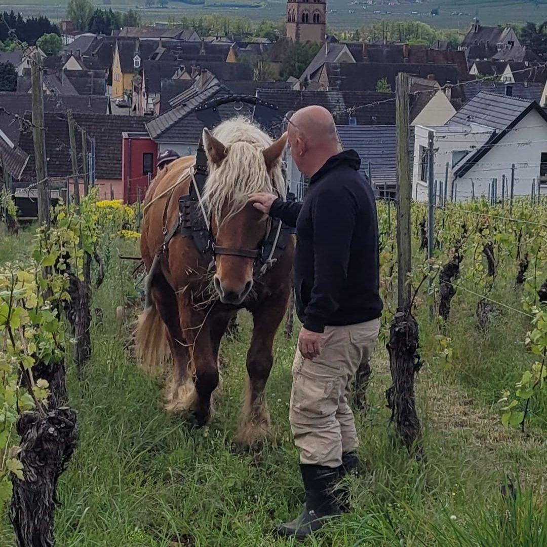 Incas, le cheval de trait comtois